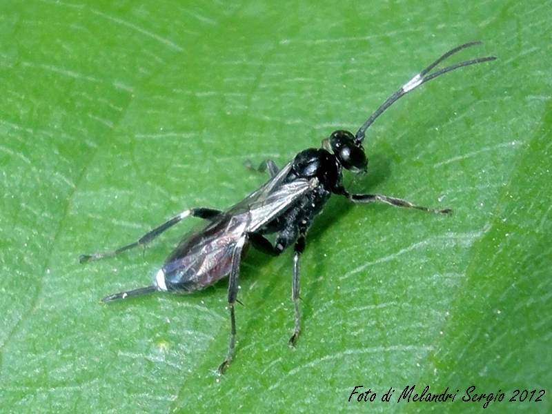 Ichneumonidae. Sottofamiglia Cryptinae